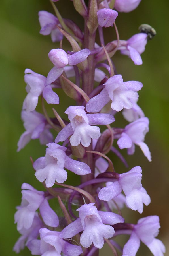 Orchidee Passo Pian delle Fugazze da confermare